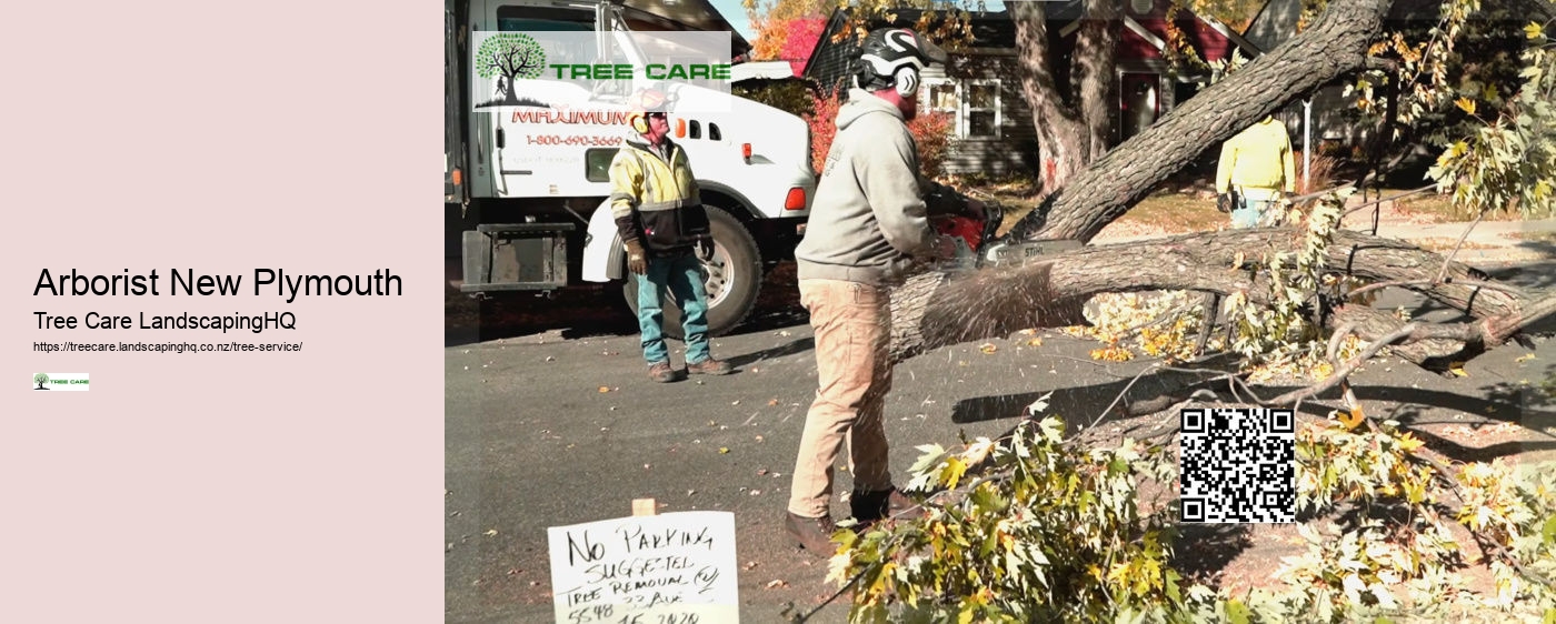 Tree Arborist Tauranga